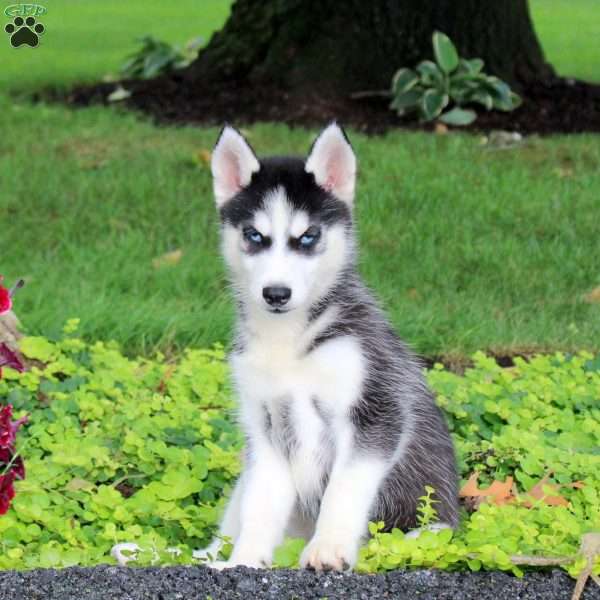 Terra, Siberian Husky Puppy