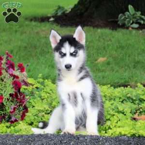 Terra, Siberian Husky Puppy
