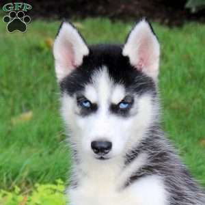 Terra, Siberian Husky Puppy