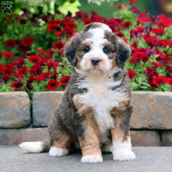 Teresa, Mini Bernedoodle Puppy