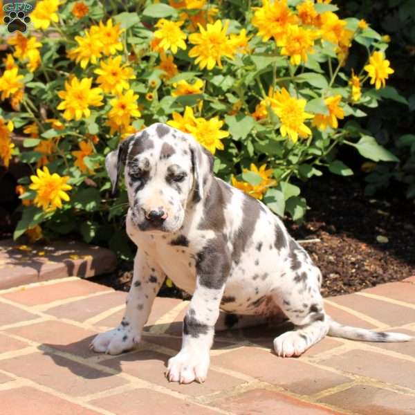 Tessa, Great Dane Puppy