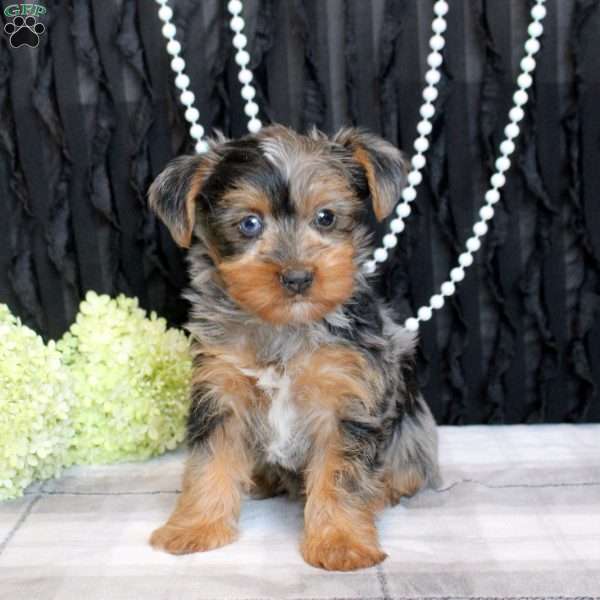 Tessa, Yorkie Puppy
