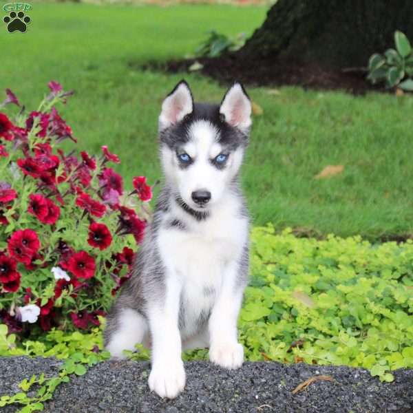 Tessa, Siberian Husky Puppy