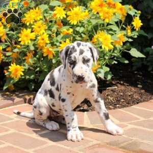 Tessa, Great Dane Puppy