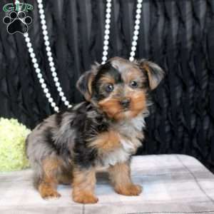 Tessa, Yorkie Puppy