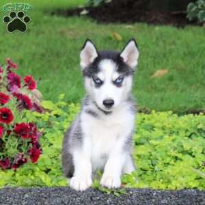 Tessa, Siberian Husky Puppy
