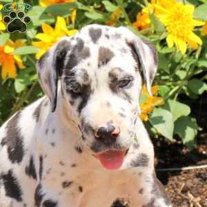 Tessa, Great Dane Puppy