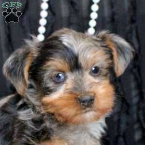 Tessa, Yorkie Puppy