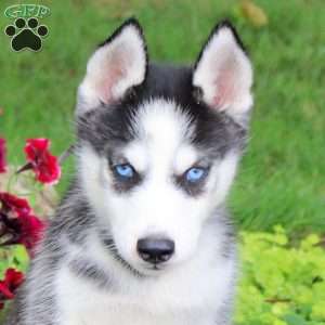 Tessa, Siberian Husky Puppy