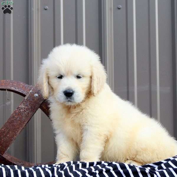 Teton, English Cream Golden Retriever Puppy