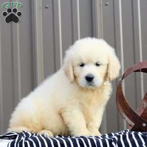 Teton, English Cream Golden Retriever Puppy