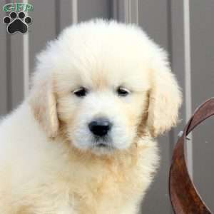 Teton, English Cream Golden Retriever Puppy
