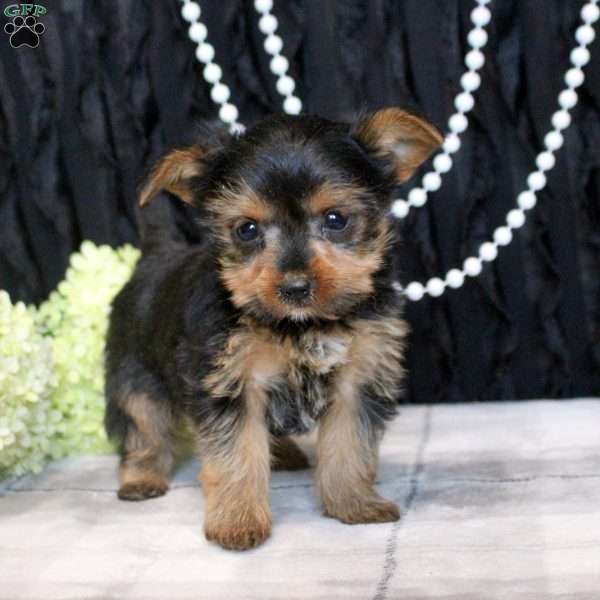 Thea, Yorkie Puppy