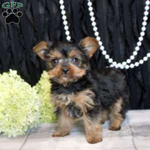 Thea, Yorkie Puppy