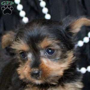 Thea, Yorkie Puppy