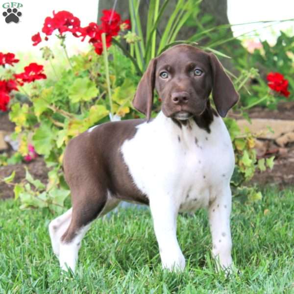 Thea, German Shorthaired Pointer Puppy