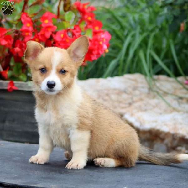 Thea, Pembroke Welsh Corgi Puppy