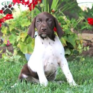 Thea, German Shorthaired Pointer Puppy