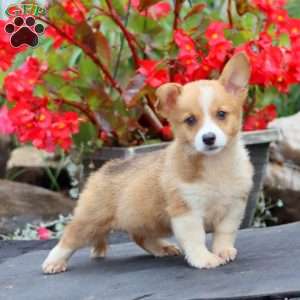 Thea, Pembroke Welsh Corgi Puppy