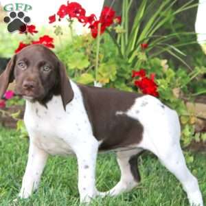 Thea, German Shorthaired Pointer Puppy