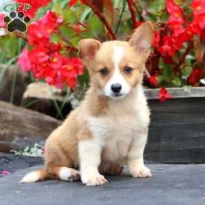 Thea, Pembroke Welsh Corgi Puppy