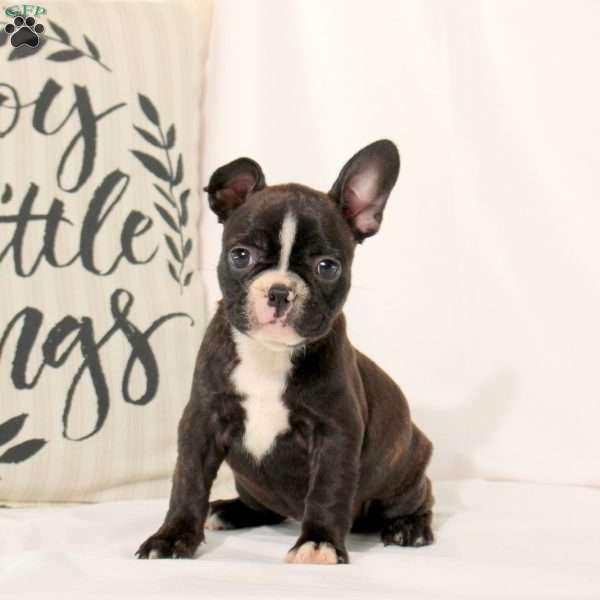 Theda, Frenchton Puppy