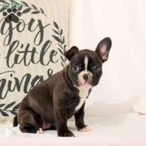 Theda, Frenchton Puppy