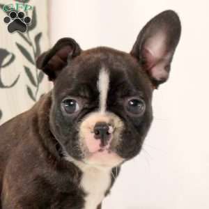 Theda, Frenchton Puppy
