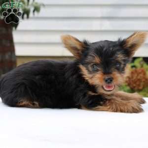 Theo, Yorkie Puppy