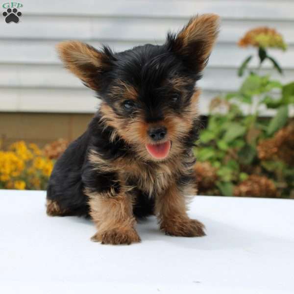 Theo, Yorkie Puppy