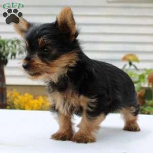 Theo, Yorkie Puppy