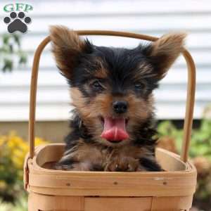 Theo, Yorkie Puppy