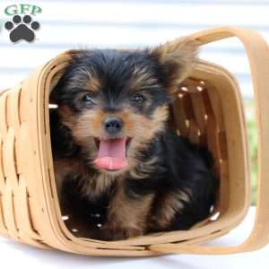 Theo, Yorkie Puppy