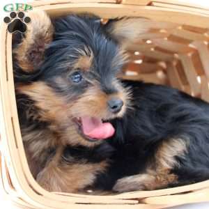 Theo, Yorkie Puppy