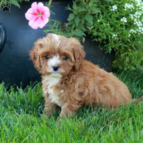 Tiffany, Cavapoo Puppy