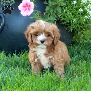 Tiffany, Cavapoo Puppy