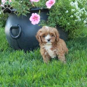 Tiffany, Cavapoo Puppy