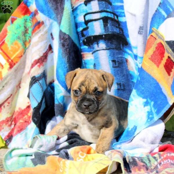 Tiger, Jug Puppy
