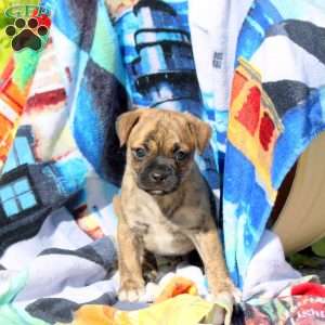 Tiger, Jug Puppy