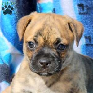 Tiger, Jug Puppy