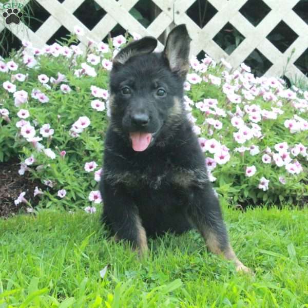 Tillie, German Shepherd Puppy
