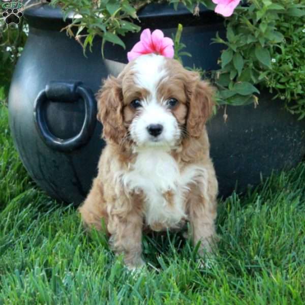 Tillie, Cavapoo Puppy