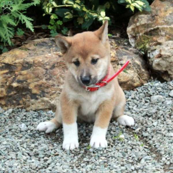 Tillie, Shiba Inu Puppy
