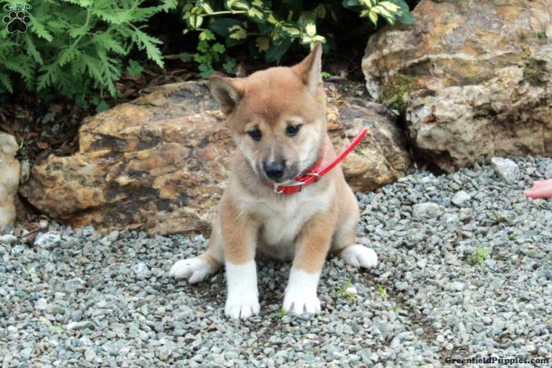 Tillie, Shiba Inu