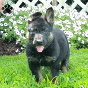 Tillie, German Shepherd Puppy