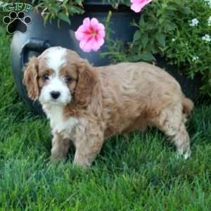 Tillie, Cavapoo Puppy