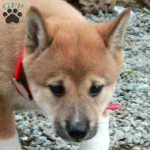 Tillie, Shiba Inu Puppy