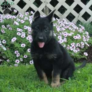Tillie, German Shepherd Puppy