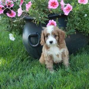 Tillie, Cavapoo Puppy