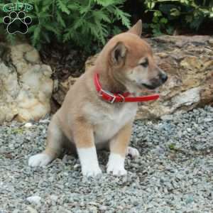 Tillie, Shiba Inu Puppy